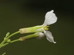 flower, side view